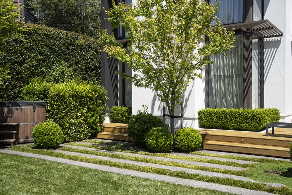 Maple tree, Buxus balls, and hedge in planted backyard